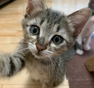猫ちゃん