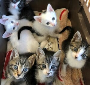 仔猫たち